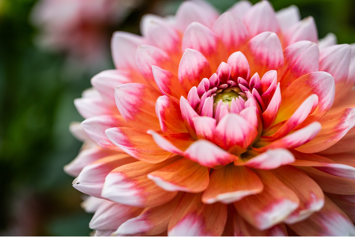Dahlias - COMING SUMMER 2026