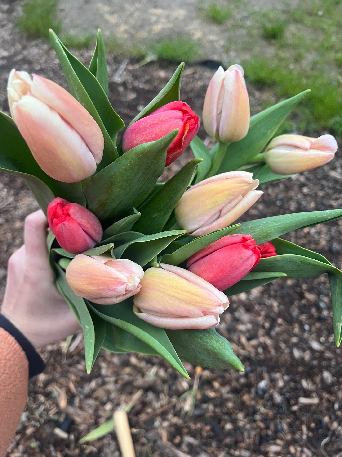 Specialty Tulip Bouquets