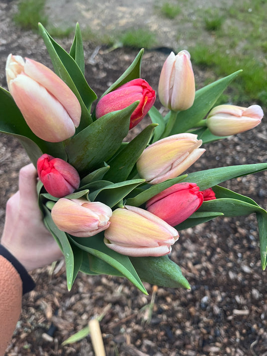 Specialty Tulip Bouquets