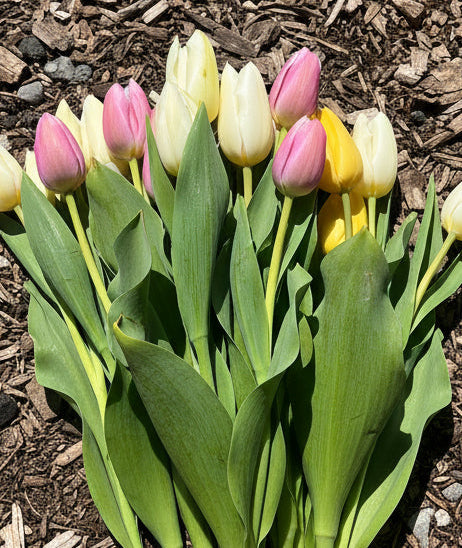 Specialty Tulip Bouquets